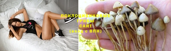 шишки Белокуриха